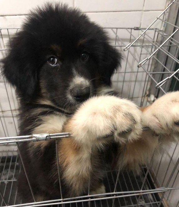 道上捡到只走丢的流浪犬，男孩儿带去宠物店后，老总：这狗卖我啊