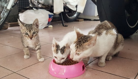 虎斑猫夜里遭砸墙摔地 头部受到重击 倒在血泊里颤抖 虎斑猫夜里遭砸墙摔地 头部受到重击 倒在血泊里颤抖