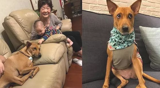 狗狗阿姨带小孩子，第二天入睡跟丧尸一样，腿直直抬起