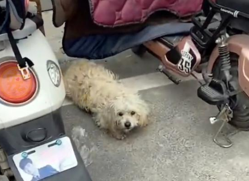 捡到一只怀孕流浪狗,带它去做绝育手术,这么做有错吗? 捡到一只怀孕流浪狗,带它去做绝育手术,这么做有错吗?