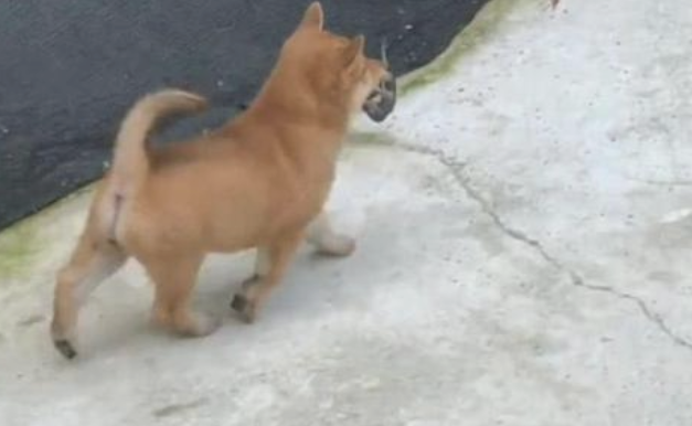 田园犬不清楚从哪儿捉的耗子，昂首阔步的走回家了，小表情真忘形呀！