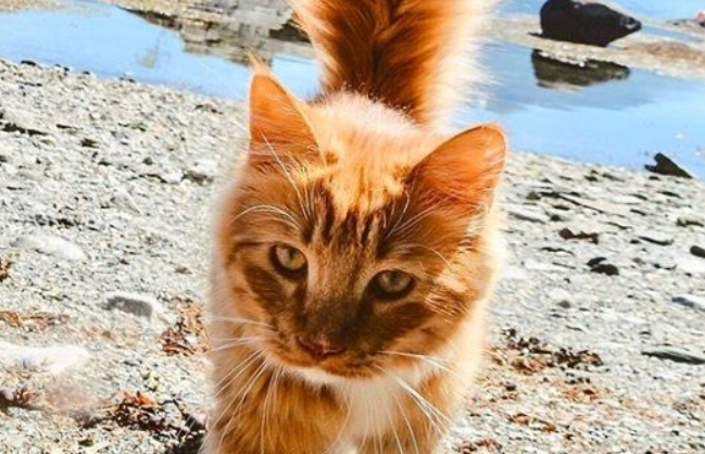 橘猫拥有超美膨尾 走路尾巴跟着摇曳生姿超霸气