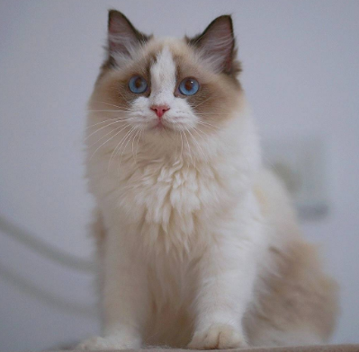 跳蚤粉对猫咪会有什么伤害吗 跳蚤粉对猫咪会有什么伤害吗