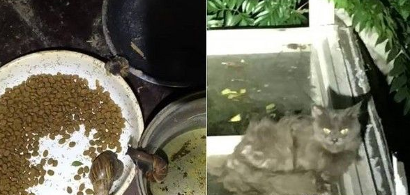假爱心弃养百只猫 放工地自生自灭 假爱心弃养百只猫 放工地自生自灭
