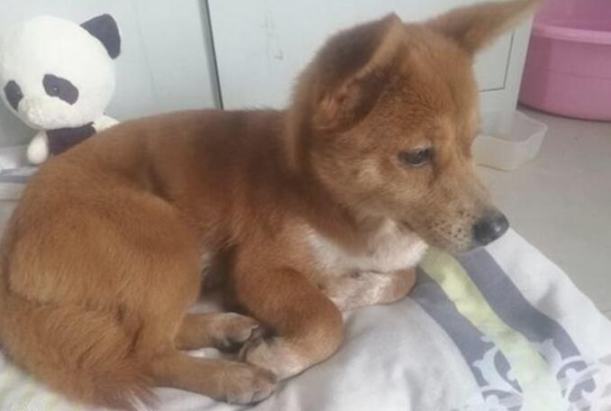 养两天后获知狗狗并不是柴犬，一气之下又丢大街