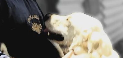 不忍流浪狗被捕杀 印度男子收养700多只流浪狗