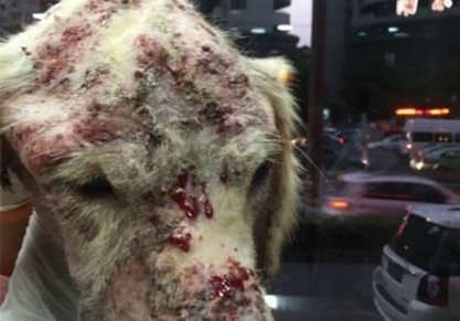 以爱心名义收养狗狗 黄金猎犬全身溃烂遭虐待 以爱心名义收养狗狗 黄金猎犬全身溃烂遭虐待