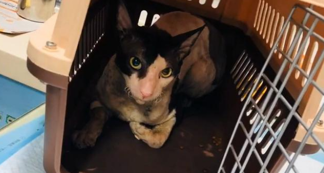 价值上万的柯尼斯卷毛猫被遗弃，翻垃圾堆找吃的，幸好遇到她