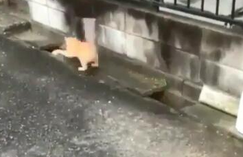 两橘猫隔着水沟玩游戏 超有趣互动被全程录下