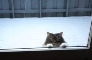 萌猫跳高高抓窗望屋内 求主人出门一起打雪仗