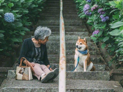 老人与柴犬 这组照片要火便全网了 老人与柴犬 这组照片要火便全网了