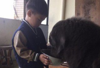 遭受弃养獒犬 收编后要有弟弟陪伴才敢吃饭 遭受弃养獒犬 收编后要有弟弟陪伴才敢吃饭