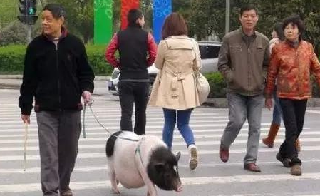 见过遛狗遛猫的算什么 你见过遛龟?遛鱼?遛蜥蜴? 见过遛狗遛猫的算什么 你见过遛龟?遛鱼?遛蜥蜴?