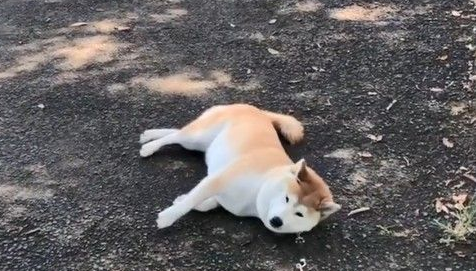 毛小孩也会耍赖！日本ins用户po出爱犬柴柴照片网友热议