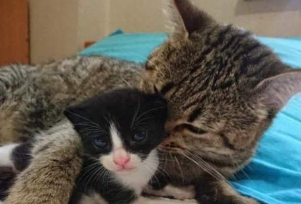 母爱爆棚的中途猫咪 主动照顾孤儿小猫 母爱爆棚的中途猫咪 主动照顾孤儿小猫