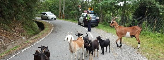 台东迷路山羊变路霸 主人现身才乖乖听话