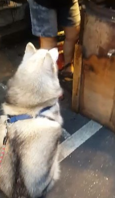 哈士奇排队买地瓜 急到跺脚 买不到不回家 哈士奇排队买地瓜 急到跺脚 买不到不回家