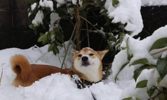 下大雪也要出门！主人冷得不行，柴犬却超开心在雪地“裸奔”！