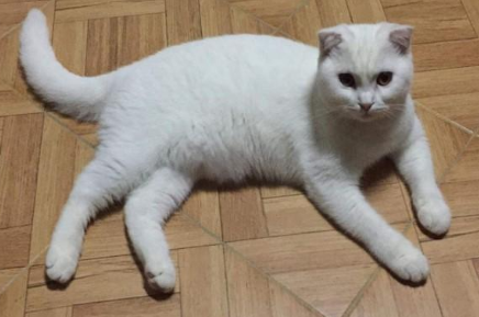 把猫咪全身染黄被网友大骂主人只能发对比图是为了治病