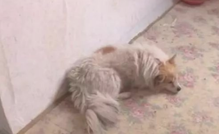 忠狗巷子等着三年!傻等失智奶奶回家了,不知道早就被遗弃…… 忠狗巷子等着三年!傻等失智奶奶回家了,不知道早就被遗弃……
