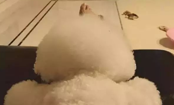 比熊和小主人抢婚爹!还立在肩膀鄙视你,简直逗b一个! 比熊和小主人抢婚爹!还立在肩膀鄙视你,简直逗b一个!
