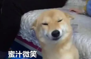 主人有意不理睬柴犬狗狗，柴犬微微一笑，一瞬间把人萌翻了