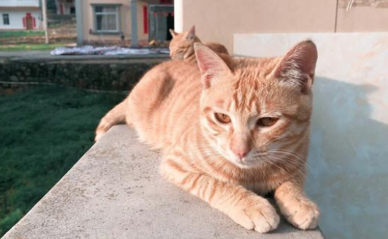 小橘猫四肢被人掰断,丢在路边默默等死,抢救2天后还是回了喵星 小橘猫四肢被人掰断,丢在路边默默等死,抢救2天后还是回了喵星