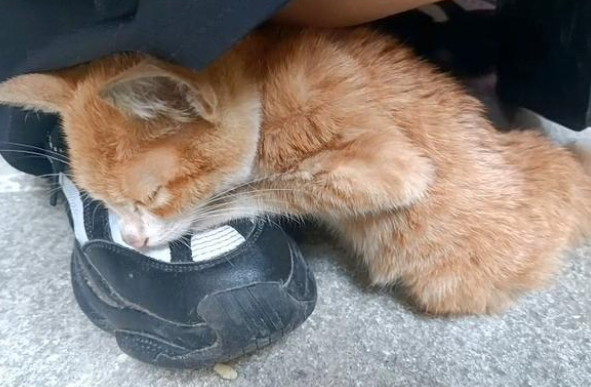 流浪橘猫主动求收留，抱紧女孩的腿不撒手，猫：你的脚好暖和呀