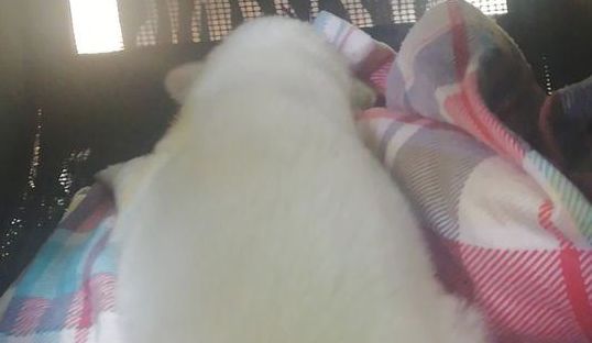 女生捡到只没睁开眼睛的小奶狗，给它喂牛乳后，一看这情况她后悔不已