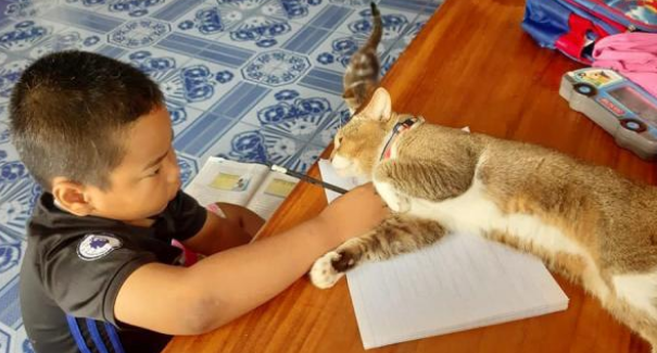 小主人认真写作业,屡屡被猫咪疯狂打扰:有猫还想学习? 小主人认真写作业,屡屡被猫咪疯狂打扰:有猫还想学习?