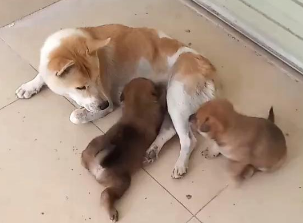等待主人的忠犬，从小狗变成狗妈妈，到失去幼崽，也没等到主人