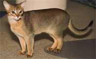 阿比西尼亚猫养后感