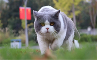 英短蓝猫为什么不建议养