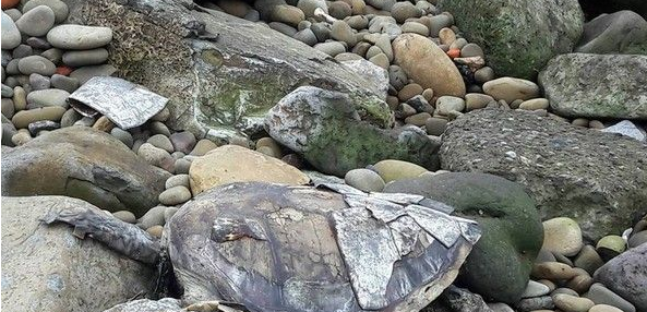 淡水绿海龟尸体腐臭 死前嘴中扔咬着一坨垃圾