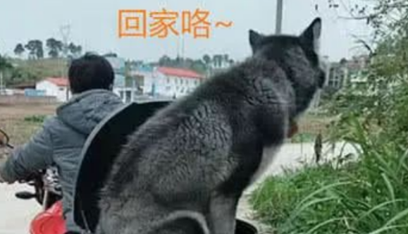 当傻傻的哈士奇遇到了奇葩的主人，又会发生什么事情呢？