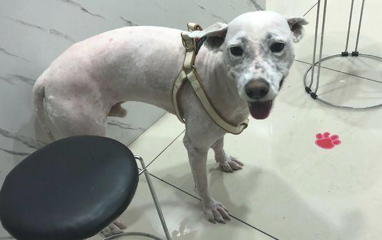 流浪犬走在路上往返徘徊,男孩儿送去宠物用品店后,营业员:捡到宝了 流浪犬走在路上往返徘徊,男孩儿送去宠物用品店后,营业员:捡到宝了