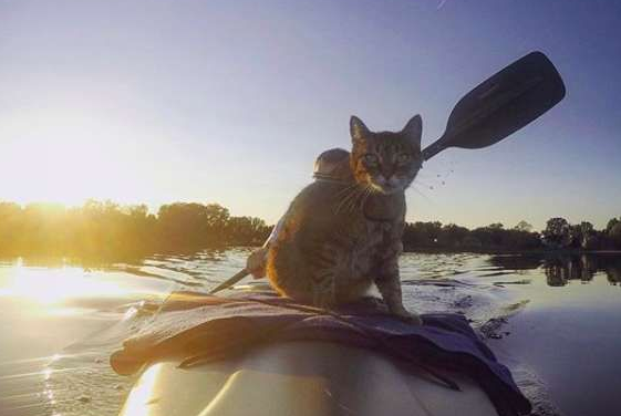 超另类湖边猫咪 爱和主人一同游湖超級愜意！