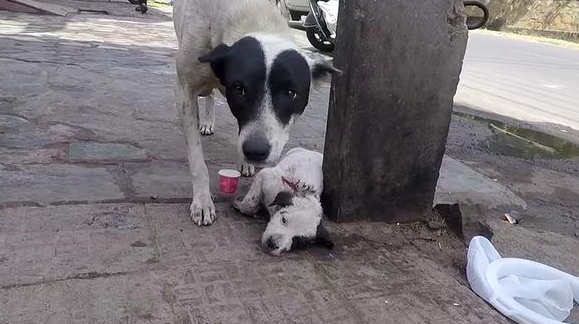 母犬当街求助，脚底平躺着一动不动的小奶狗