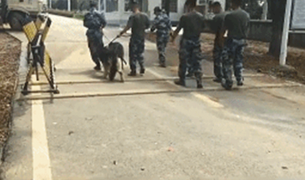 德牧遭遗弃困守拆迁楼,靠医护人员隔空投喂生存,如今已光荣入伍 德牧遭遗弃困守拆迁楼,靠医护人员隔空投喂生存,如今已光荣入伍