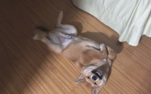 柴犬从酒店偷跑出去玩,幸亏网友及时处理,要不然它就“潜逃”了 柴犬从酒店偷跑出去玩,幸亏网友及时处理,要不然它就“潜逃”了