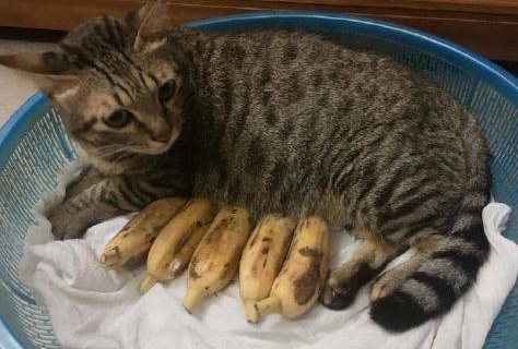 猫：世上有70亿人，我怎么就摊上了这傻子？