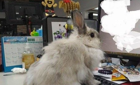 用力抓宠物兔 2岁女童遭咬断中指