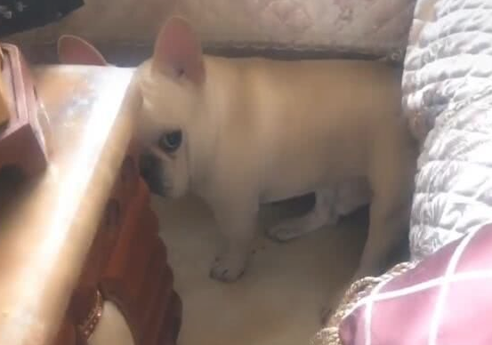 主人袭击狗狗的小屁屁,没想到却被狗咬眼神限时秒杀 主人袭击狗狗的小屁屁,没想到却被狗咬眼神限时秒杀