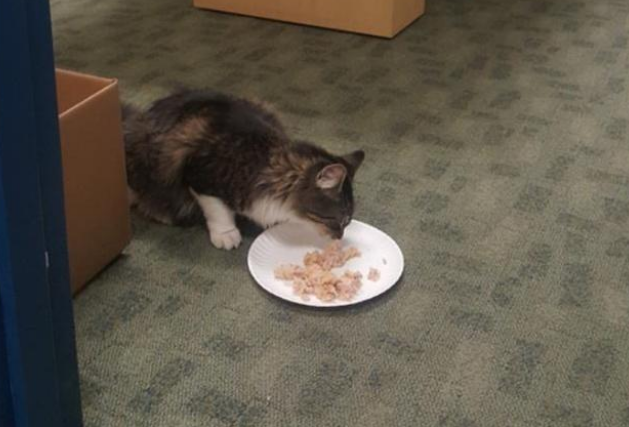 猫咪误入快递箱,因尿渍被快递员发现,终回千里之外主人怀抱 猫咪误入快递箱,因尿渍被快递员发现,终回千里之外主人怀抱