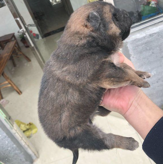 小奶狗差点儿被当做废弃物丢弃，男孩儿拎起后，路人：那么脏也许多人要