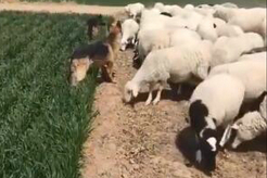羊：吃一口怎么了 皮一下很开心