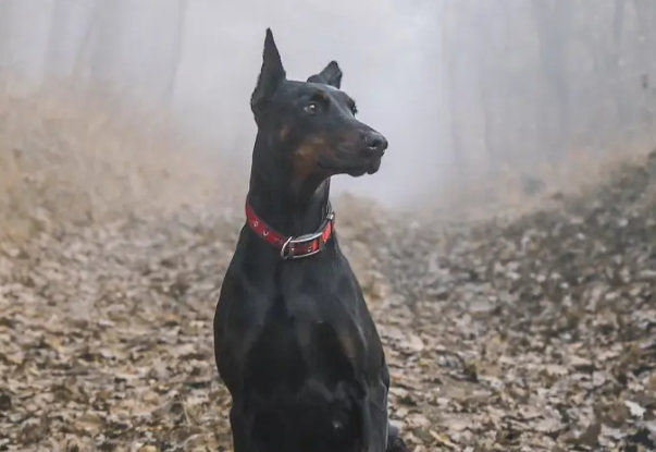想要立耳必须把杜宾犬耳朵绑起来吗?一文替你解答!