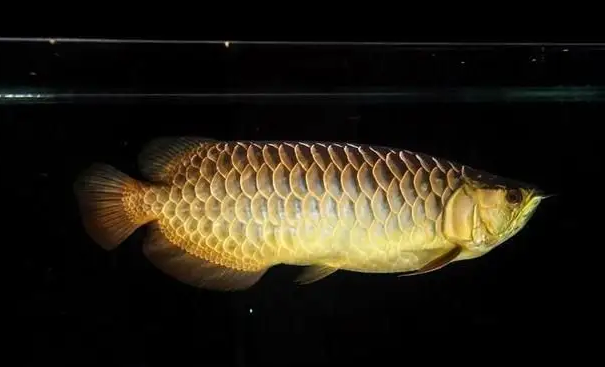 曝光水族内幕!水中“天王”过背金龙全靠打灯? 曝光水族内幕!水中“天王”过背金龙全靠打灯?
