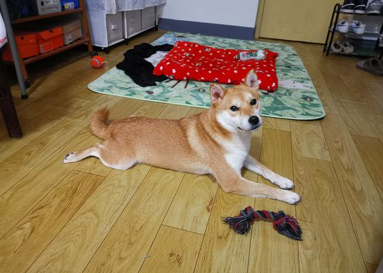 柴犬醒来发觉主人家家里，它非要闹着出来，結果把它“打包”了