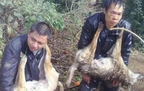狗贩子入村偷狗，正巧被被村民逮个正着，处罚方法令人竞相关注